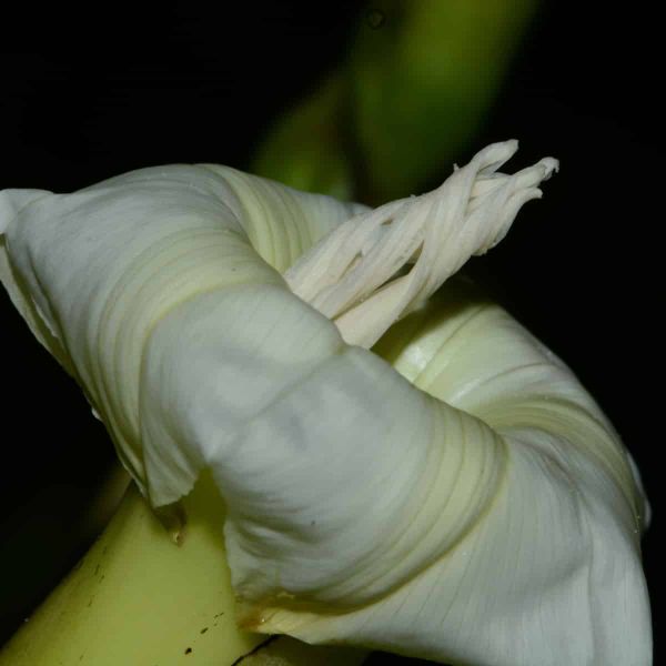 Close-up of a Merremia platyphylla flower showing its pale white trumpet-shaped petals and prominent reproductive parts, incl