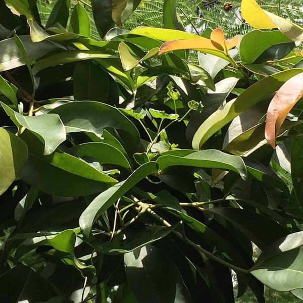 A dense collection of tropical plant foliage showing the diverse leaf shapes, sizes, and colors found in a rainforest underst