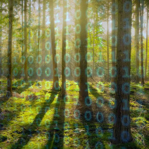 A view of a forest, with a low sun casting long shadows towards the viewer, indicating plants. An overlay of zeroes and ones