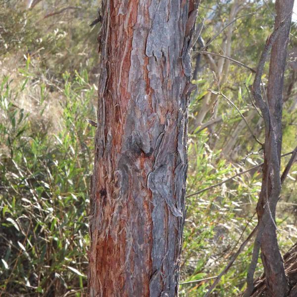 Bark peeling from the trunk of a red stringybark, with the red colour revealed underneath.
