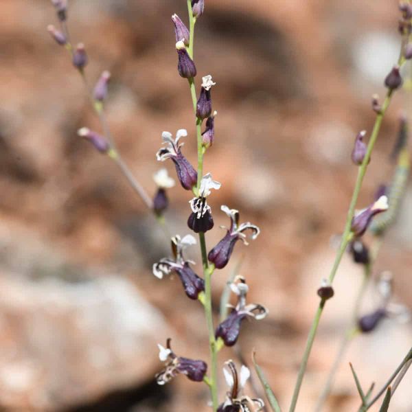 Close-up photograph of Streptanthus breweri (Brewer's jewelflower) flowering in its natural habitat. Multiple green stems dis