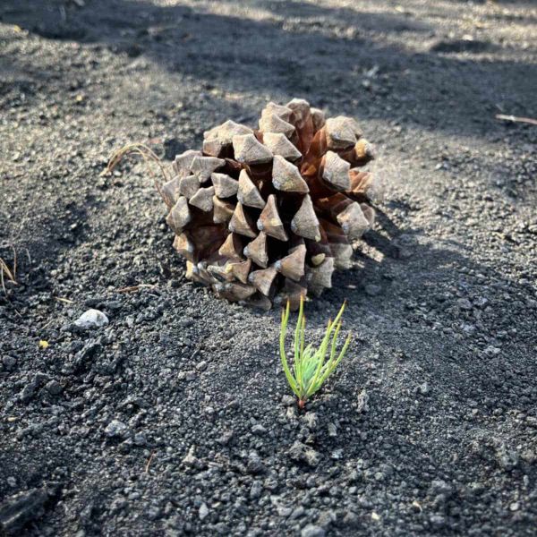 A pine cone and a tiny seedling on otherwise barren ash.