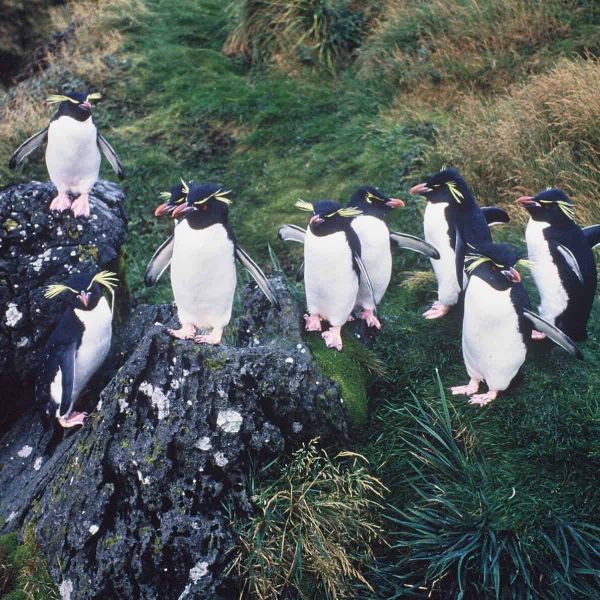 A group of six Rockhopper penguins on Marion Island demonstrating their distinctive hopping behavior across rocky terrain. Th
