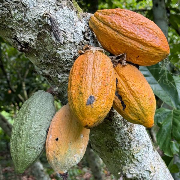 Orange and yellow cacao pods (Theobroma cacao) growing directly from the trunk of a tree, showing the natural cauliflory grow