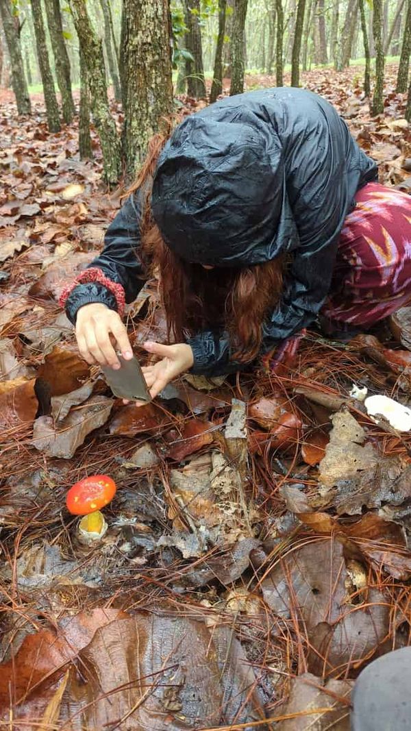 Someone crouching in a damp forest to photograph Amanita basii.
