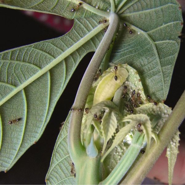 Trees Vs. Bugs: Novel Twists in A Timeless Plant Drama