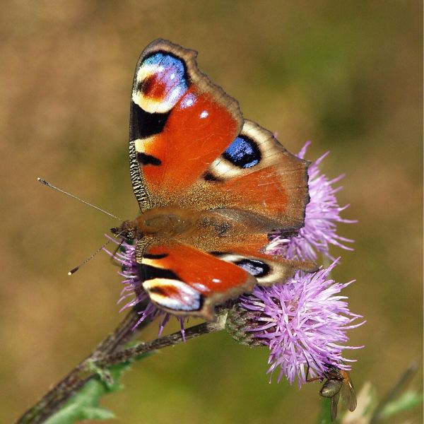 Butterfly Havens in Forgotten Lots
