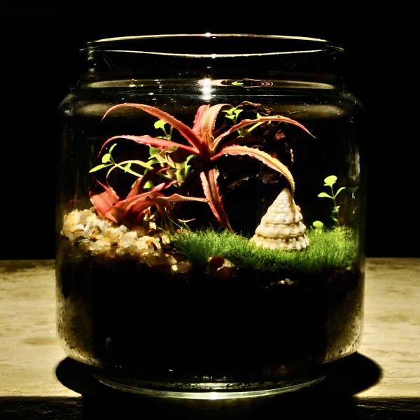 A moodily lit plant in a terrarium.