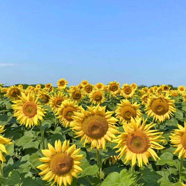 A field of sunflowers, below a blue sky. The horizontal halving between the blue sky and the golden sunflower heads makes it
