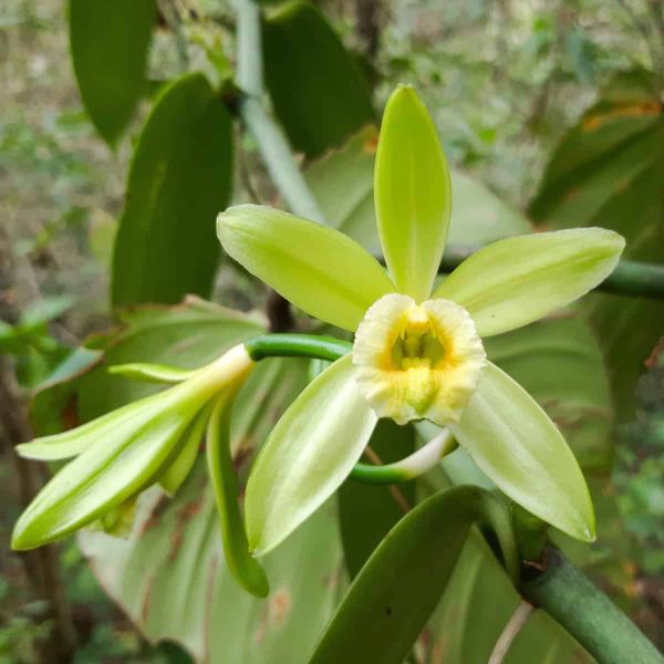 The five green petals of a vanilla orchid face the camera like a star.