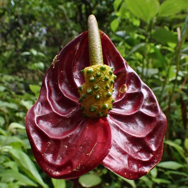Close-up of a dark red Anthurium andraeanum flower with a glossy, heart-shaped spathe and a cream-colored spadix covered in s