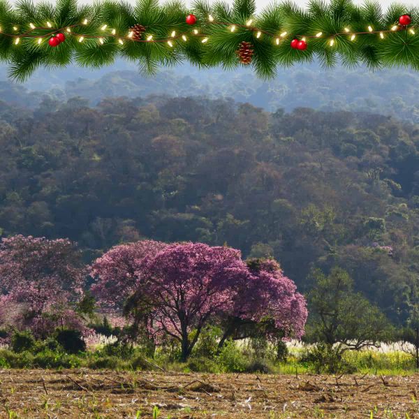A pink tree stands out against a green background. Above are festive lights.