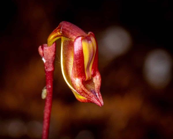 Caleana granitica, the Granite Duck Orchid in red and gold.