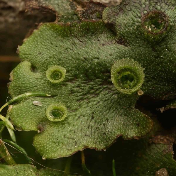 A close up of a liverwort frond.