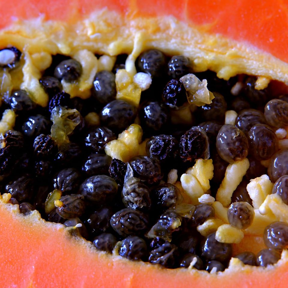 The End of Papaya?: What Genomics Teaches Us About Its Survival