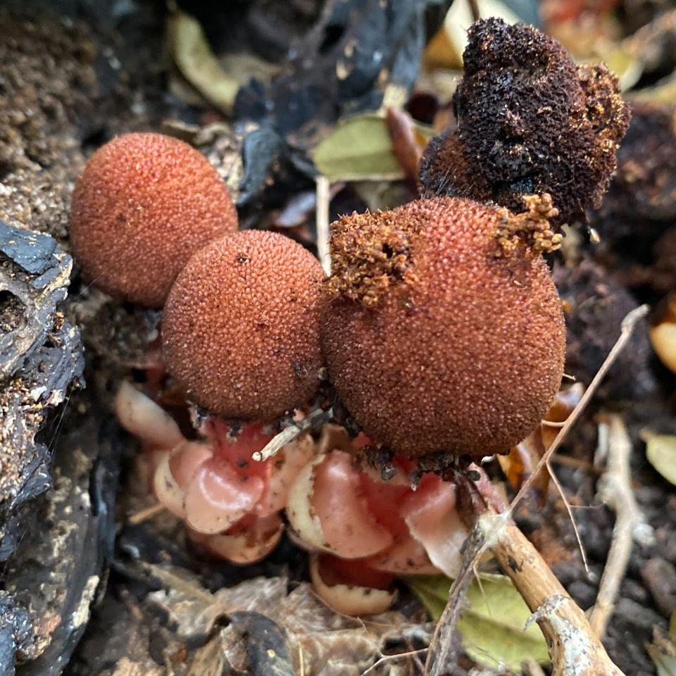An Unusual Plant and Its Even More Unusual Dispersers