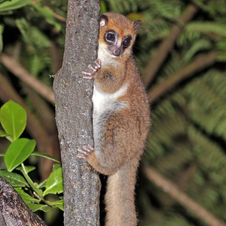 Night Gardeners and Sticky Bottoms: The Unlikely Mistletoe Dispersers of Madagascar