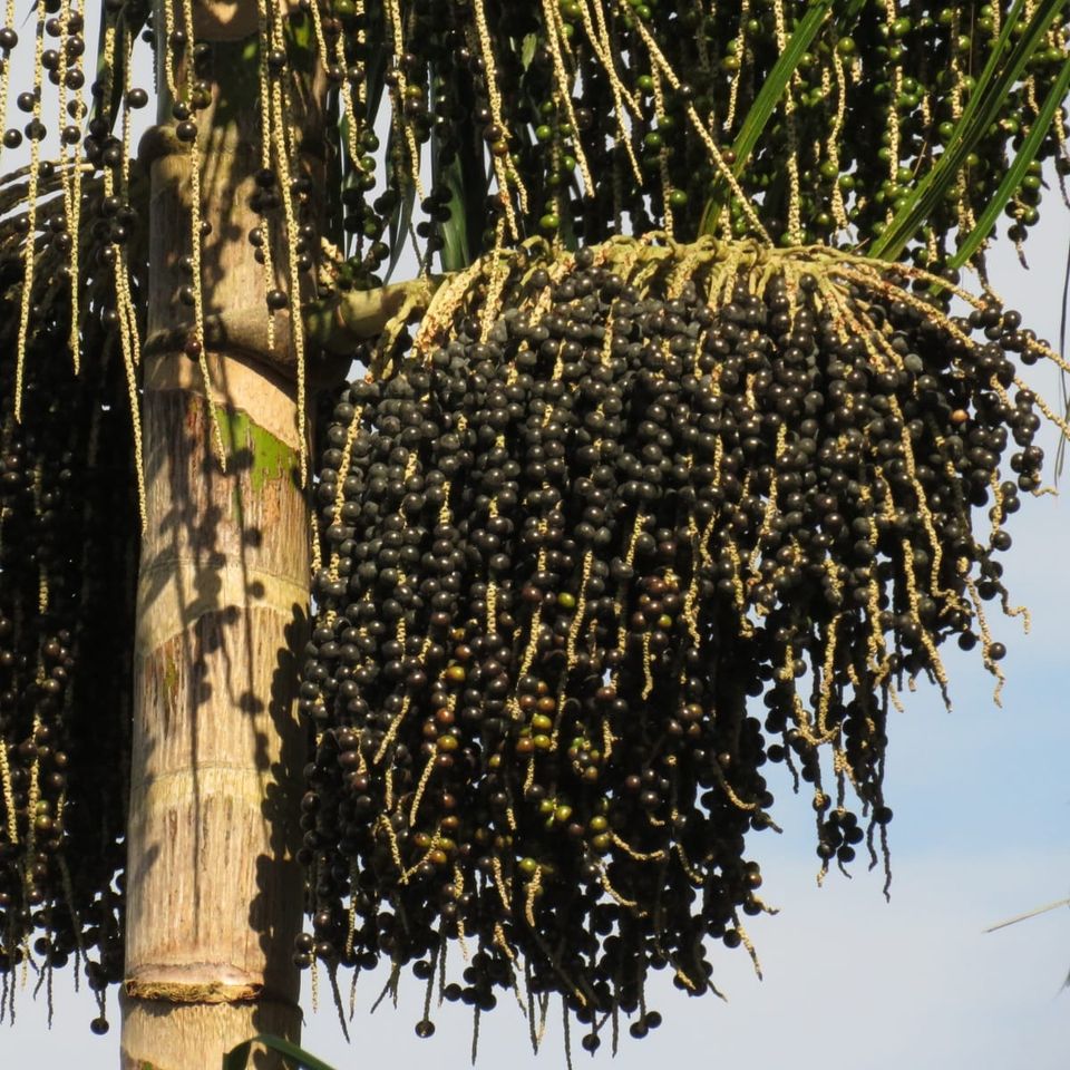 The True Pollinators of the Amazon’s “Purple Gold”