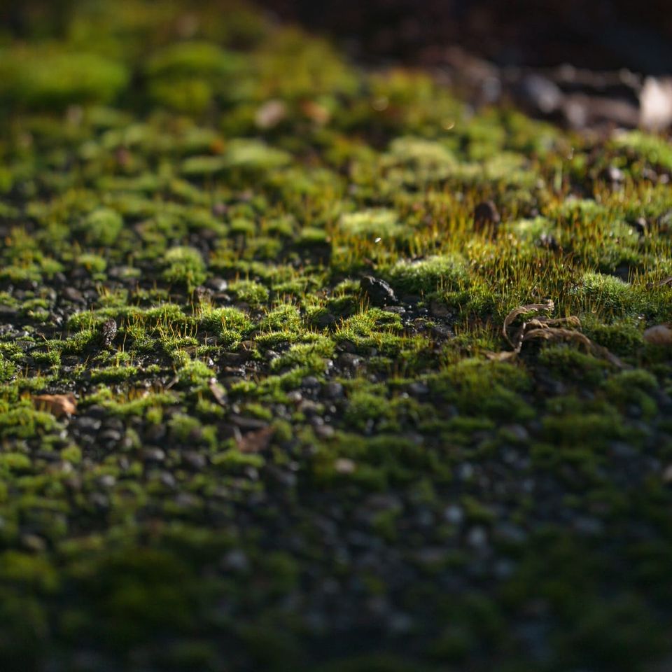 Can Small Pellets Help Mosses Rebuild Degraded Soils?