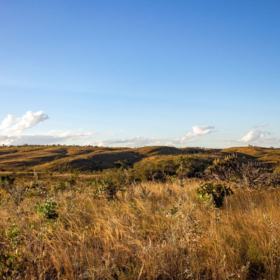 Seasons and Fire Set the Bee Menu in the Brazilian Cerrado