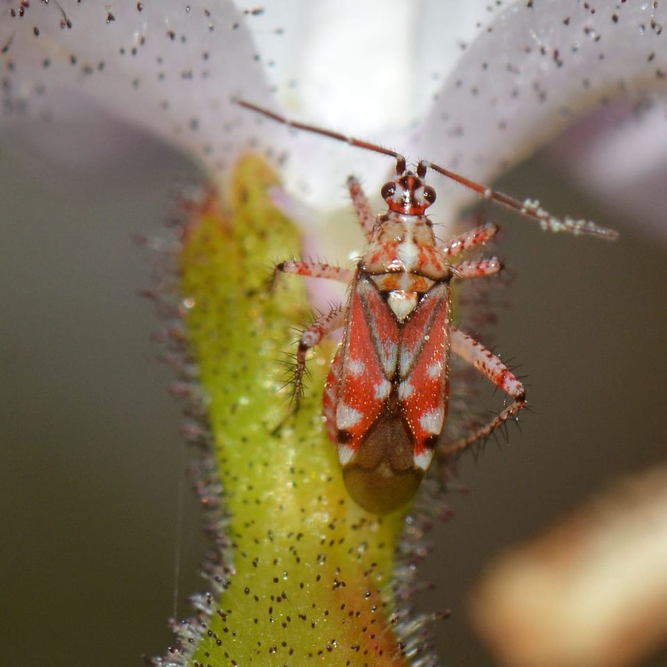The Perfect Crime in Slow Motion: The Bugs That Steal From Australia’s Carnivorous Plants