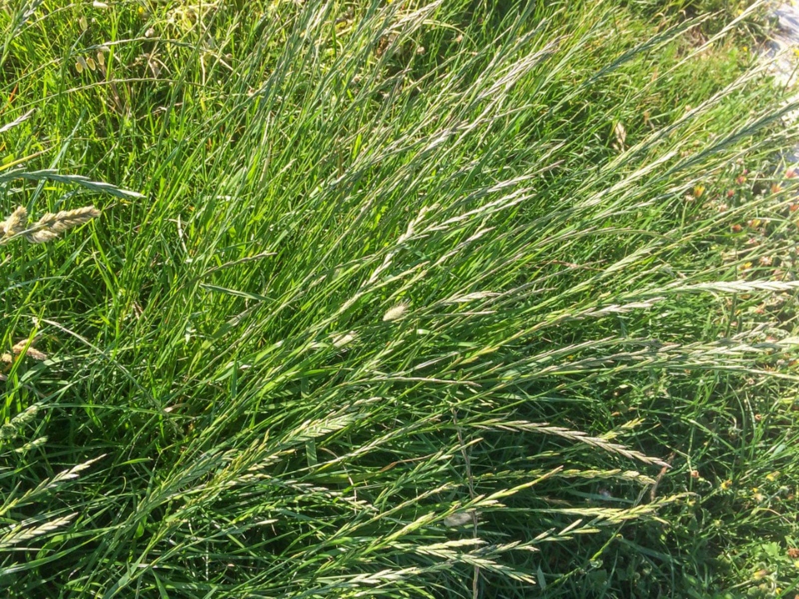 Perennial ryegrass clump with seed heads.
