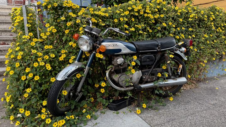 An old-school honda motorcycle has been parked on the street so long that the brightly flowering bush behind it has begun to grow right through the frame. 