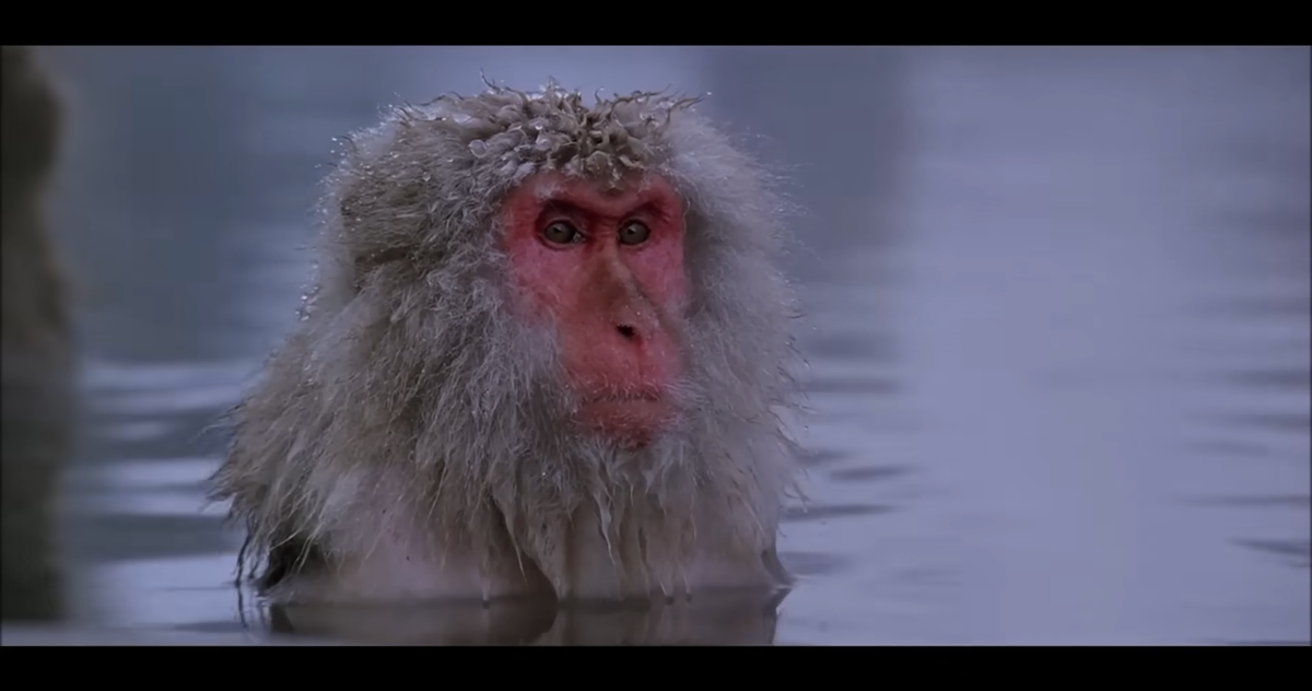 Martin Gelin: Den sista ocyniska platsen på internet