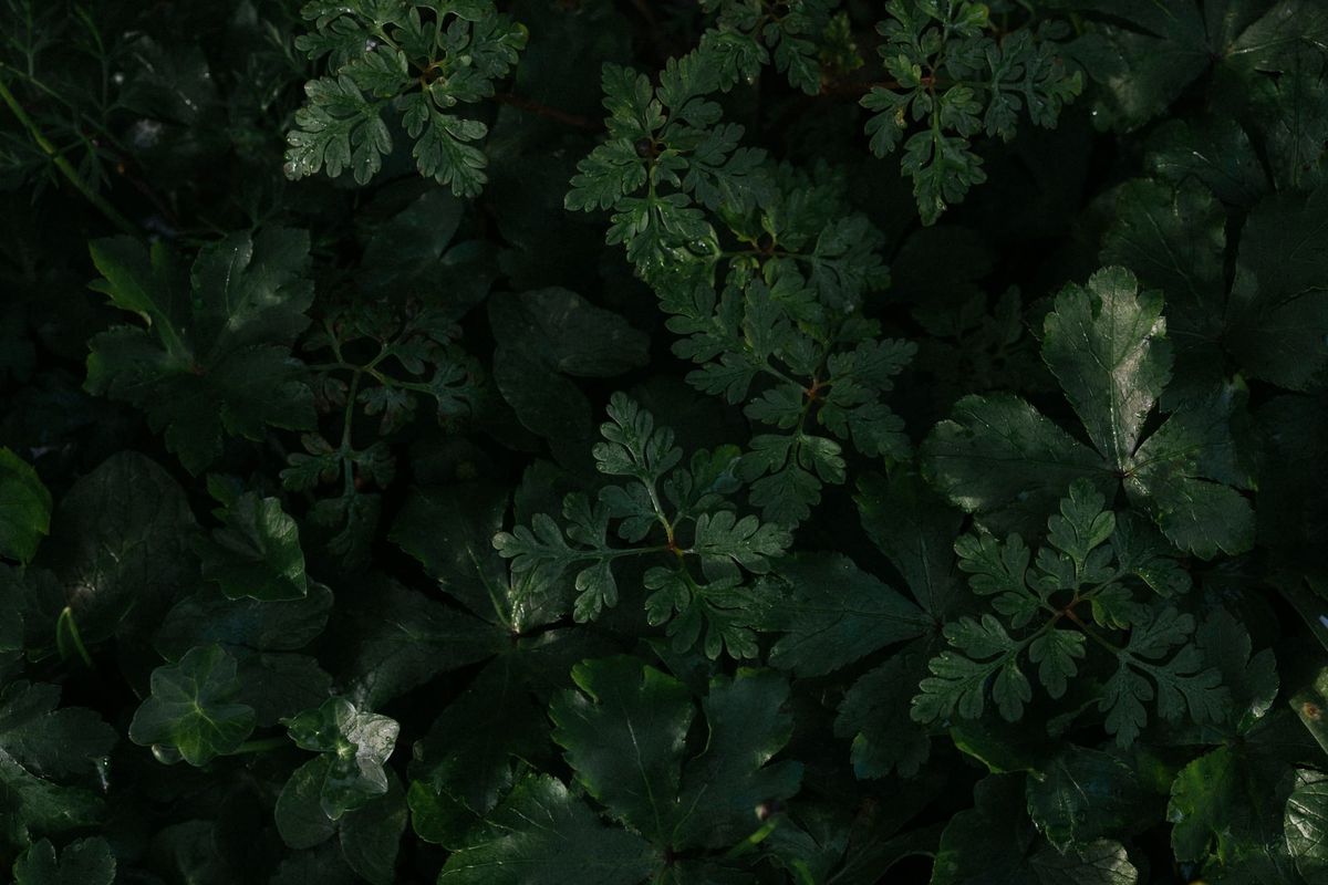 Textures of Fernwood