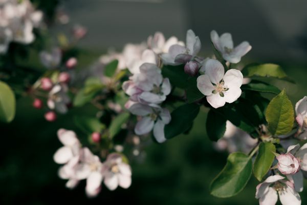An urban hedgerow photowalk