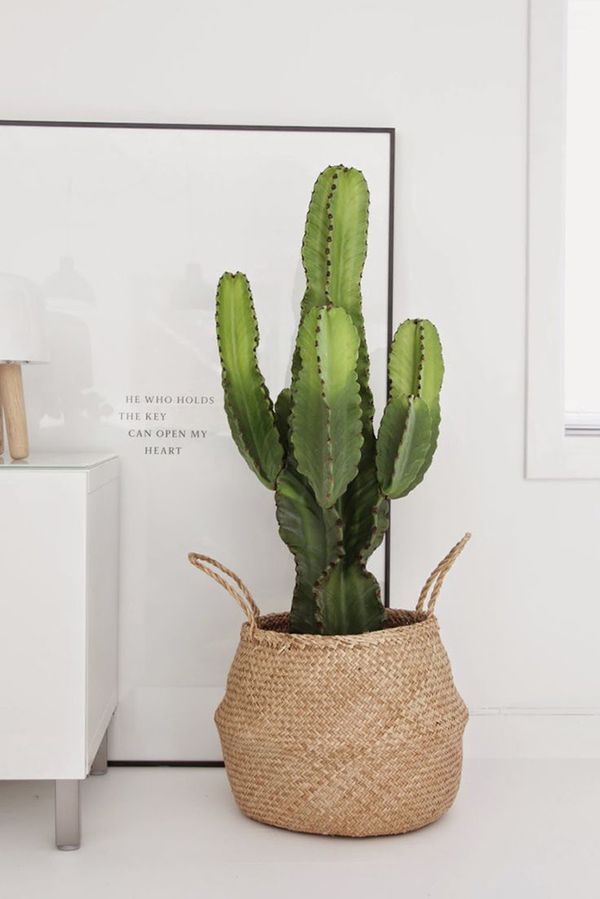 Currently crushing on: Cacti