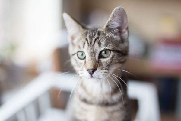 Kittens! | nathalie.ie