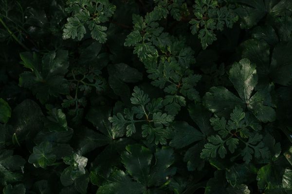 Textures of Fernwood