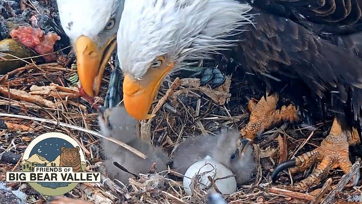 Why I Watch the Eagles (And Why It Matters More Than You Think)