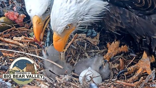 Why I Watch the Eagles (And Why It Matters More Than You Think)