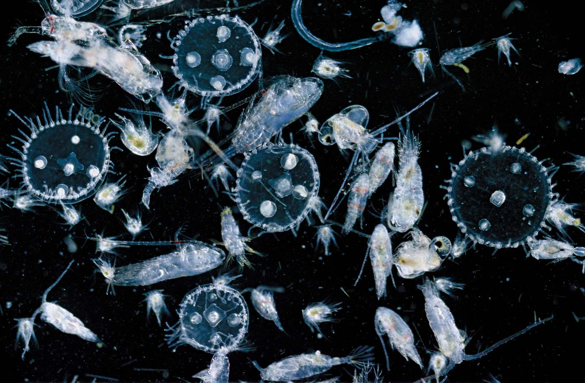 A Constellation of Plankton like stars. 