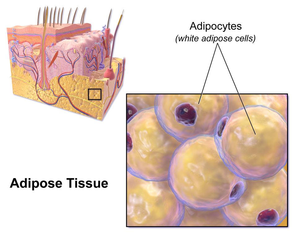 Adipose tissue information.