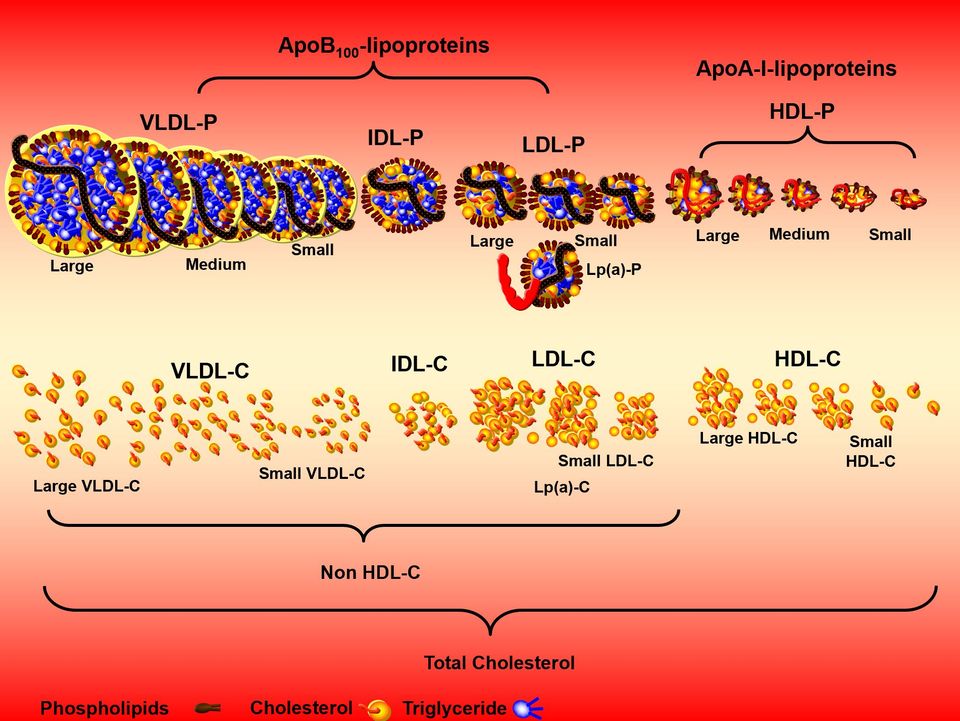 Thomas Dayspring on lipids.