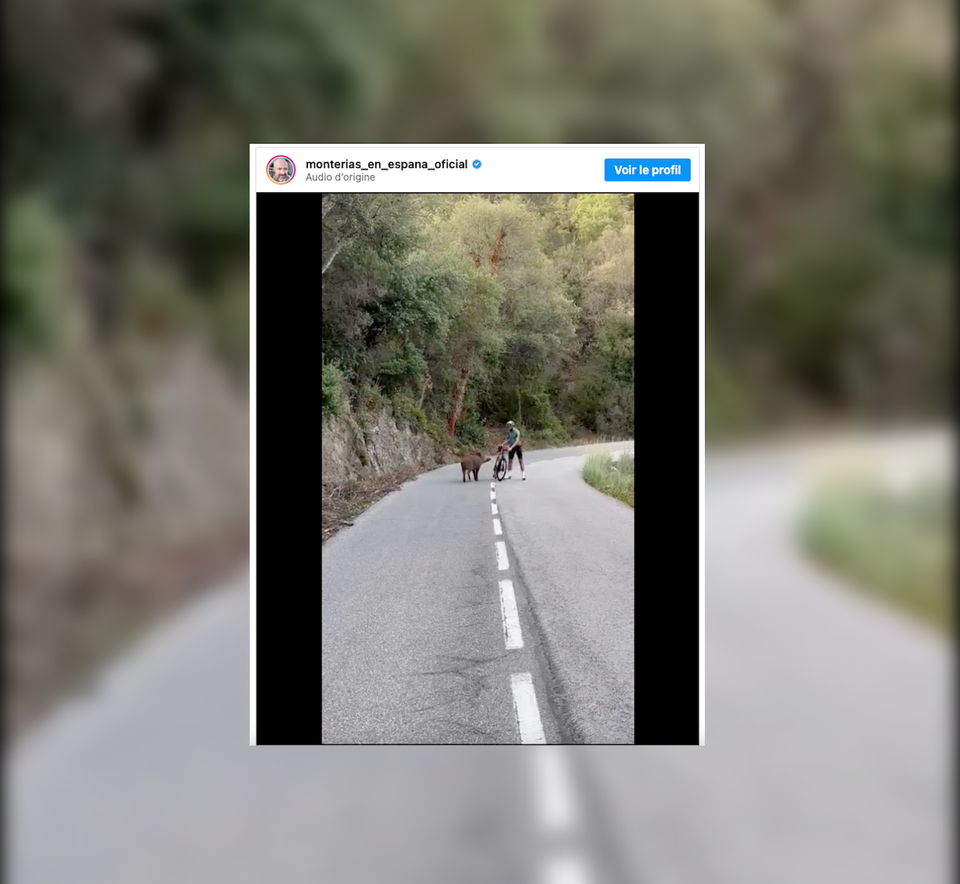 Video: un ciclista si trova faccia a faccia con un cinghiale su una strada in Spagna