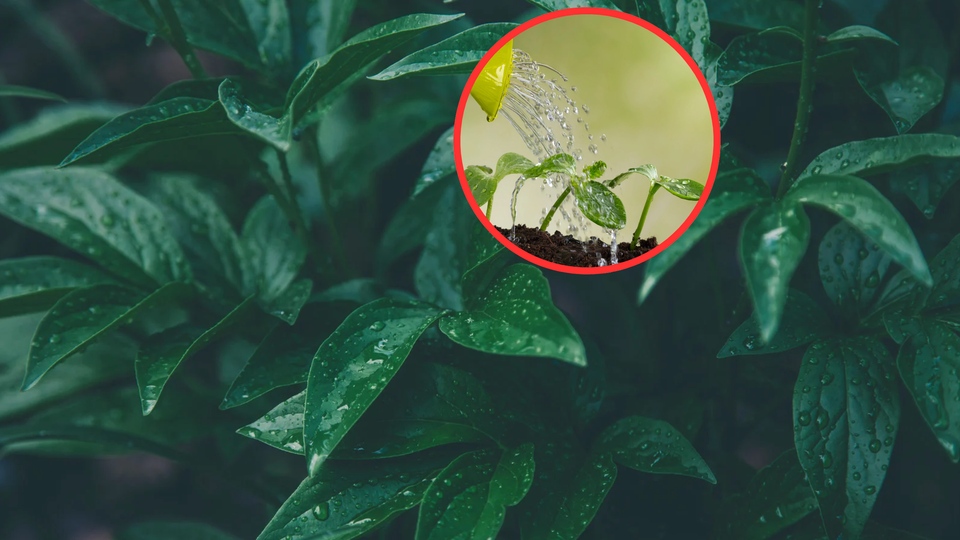 Come capire se ho bagnato troppo una pianta?