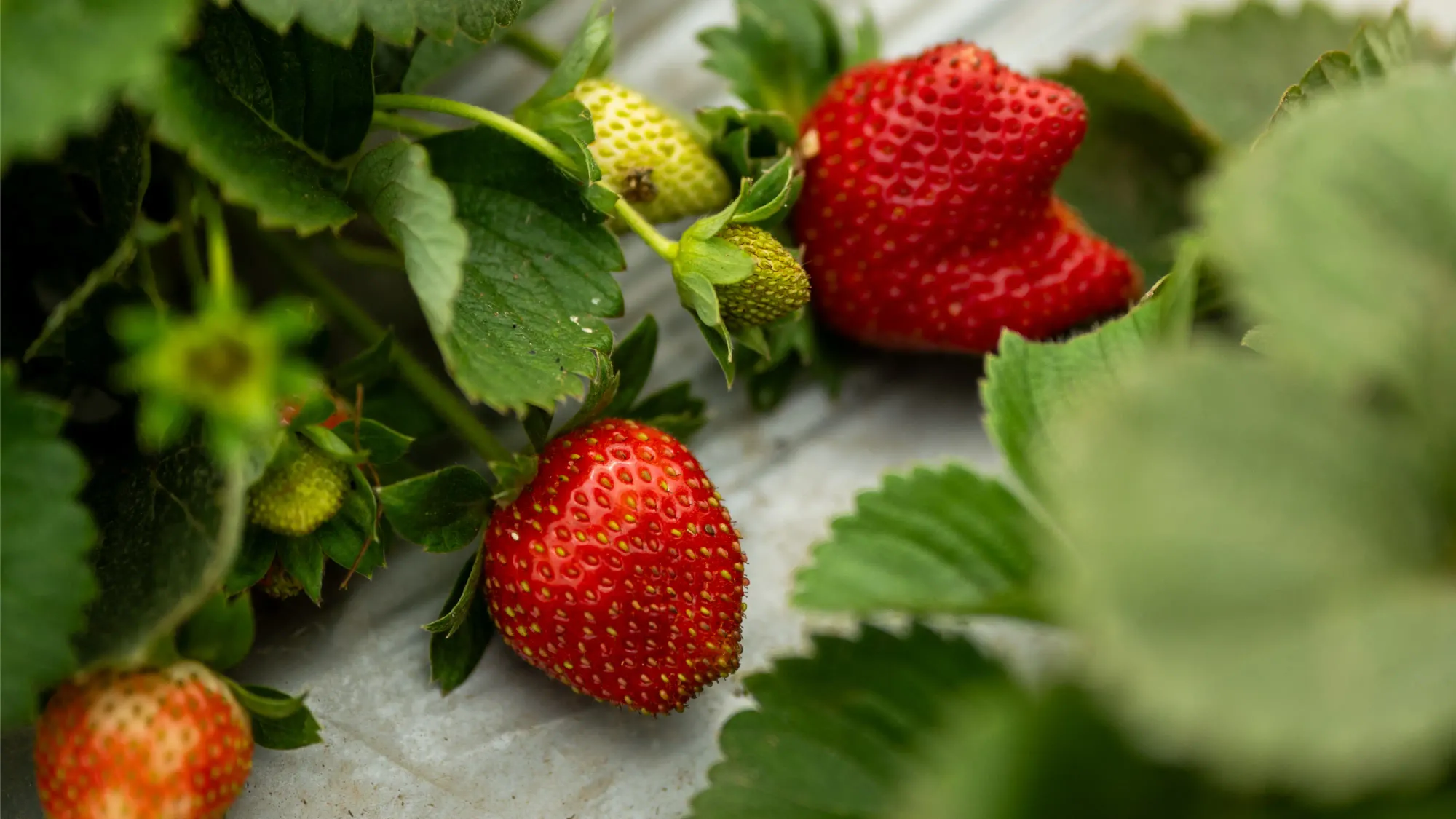 A bunch of green, red and oddly shaped strawberries at The Bangalore Berry Company