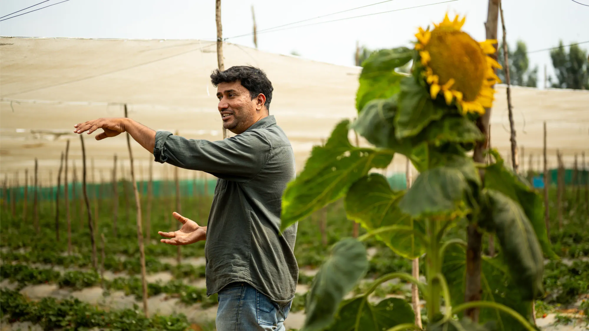 Ramakrishna gesturing at the farm with a bright sunflower in the foreground