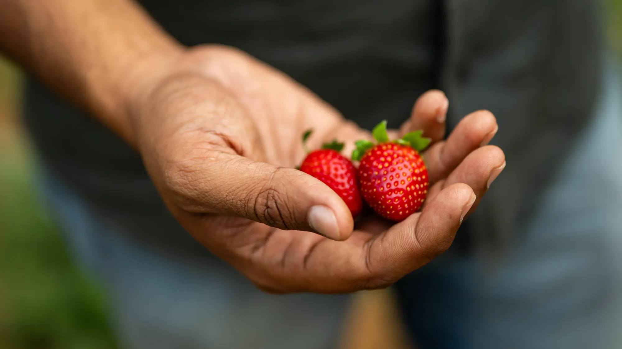 Close-up of a hand holding two freshly picked organic ripe red strawberries