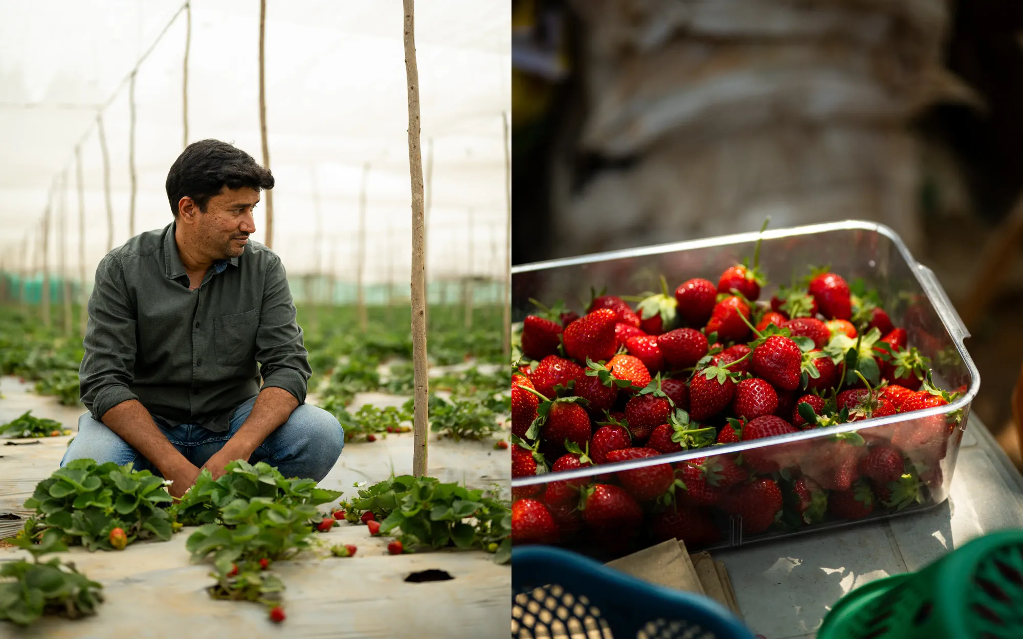 Collage: Ramakrishna crouching in a strawberry field; a tray filled with freshly harvested strawberries