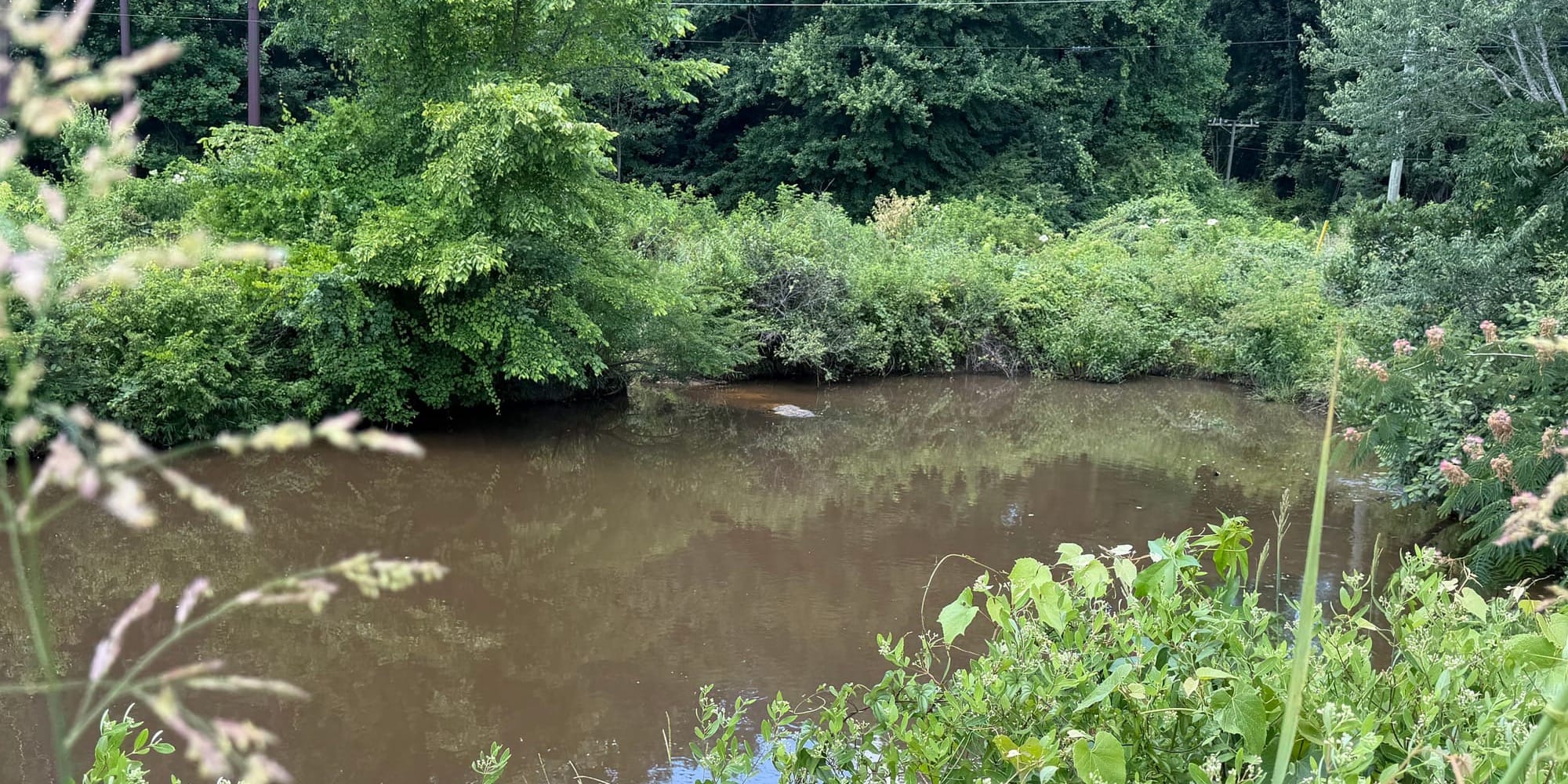 A slow-moving brown creek surrounded by dense green vegetation, with trees and utility lines visible in the background.