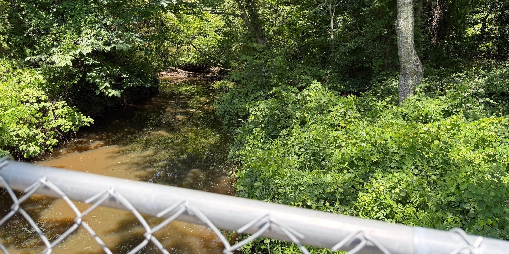 A wooded creek with brownish water runs through dense green vegetation, viewed from behind a chain-link bridge railing.