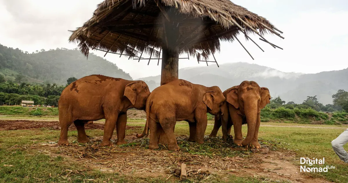 Elephant Sanctuary in ChiangMai