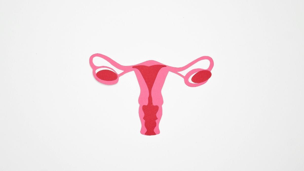 Female reproductive system diagram showing uterus, fallopian tubes, and ovaries illustration.