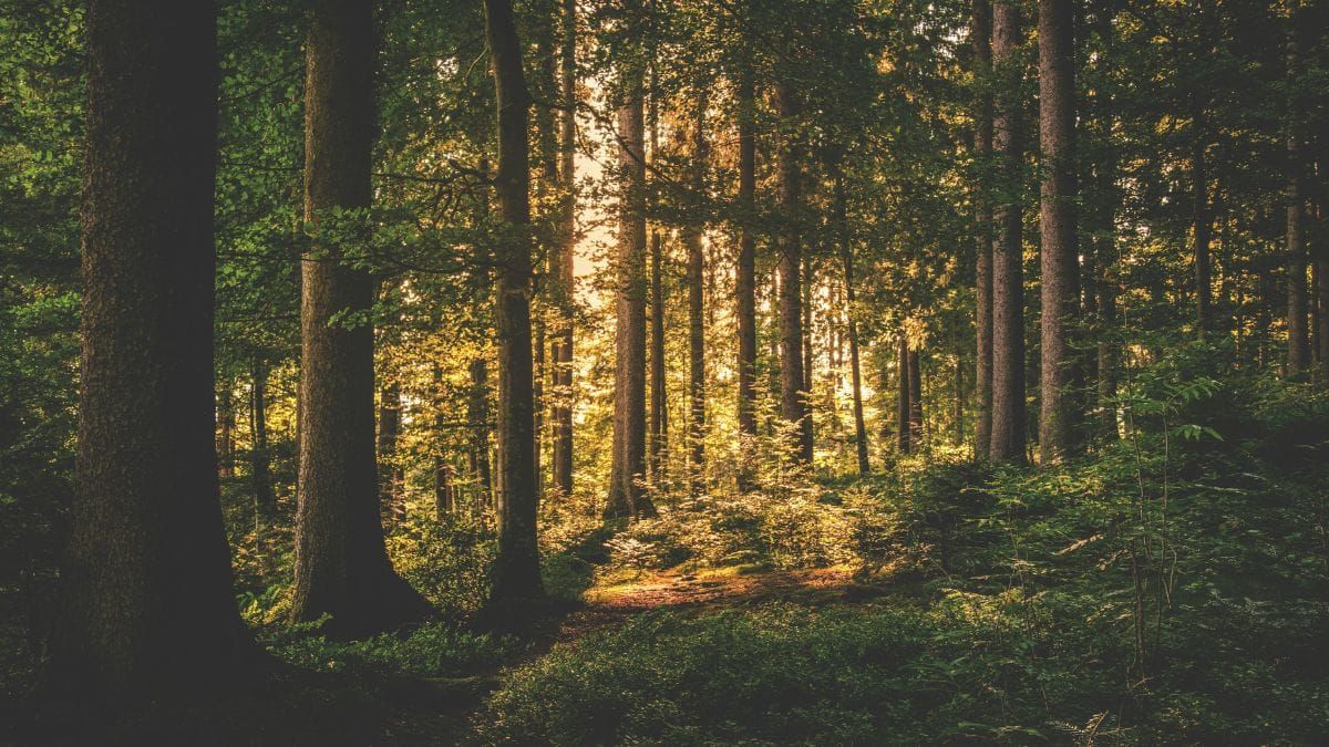 deep forest during the day