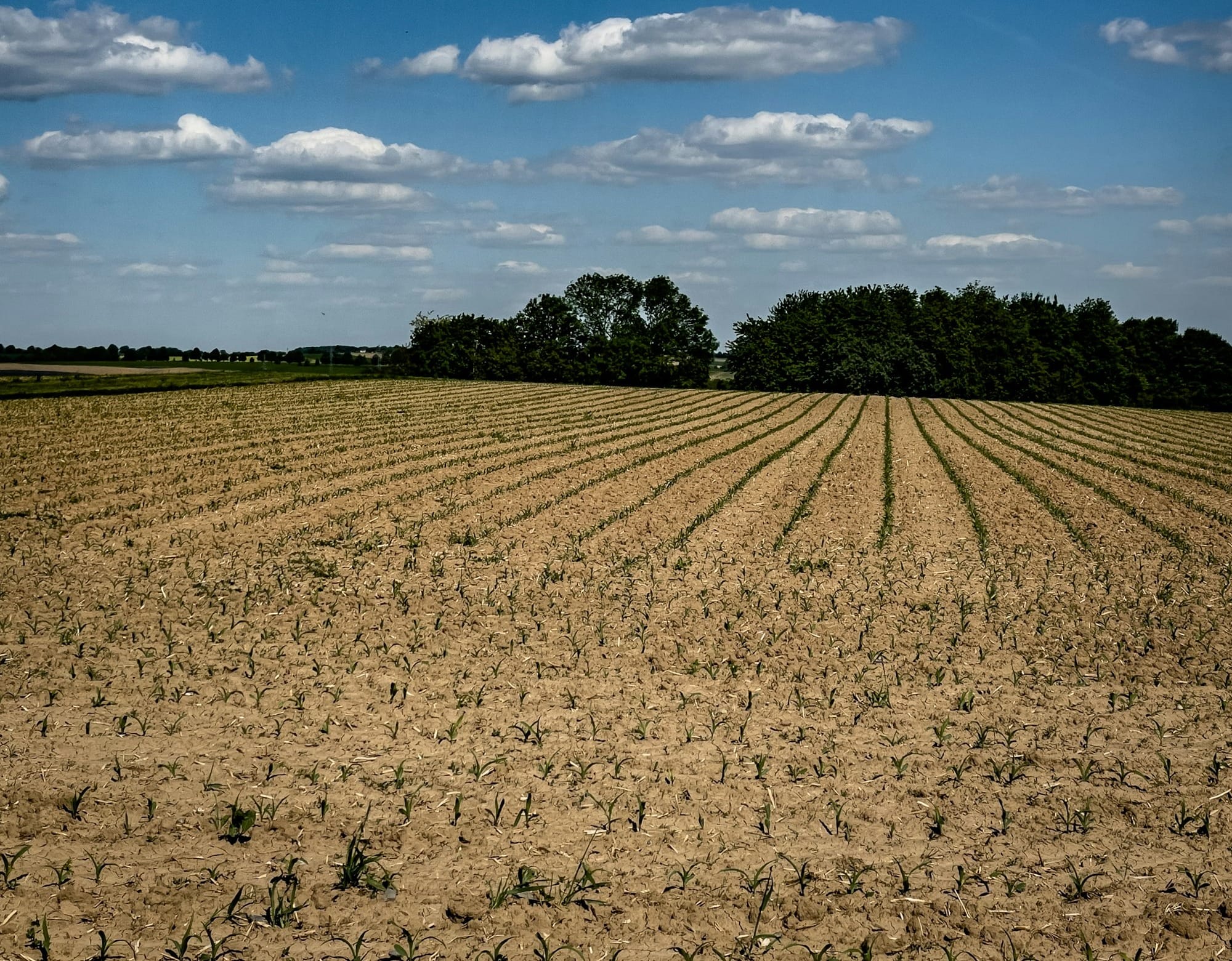 A brown field under a bright blue sky.